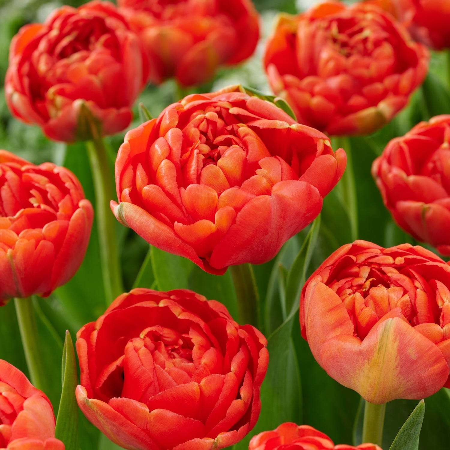 Tulpe 'Miranda'
